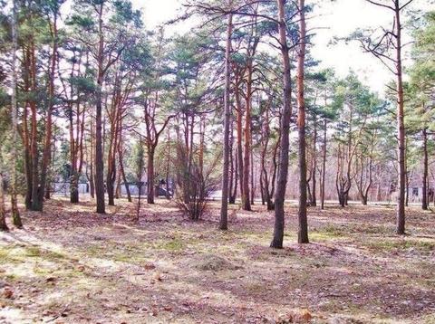 Zadrzewiona działka budowlana w Radości