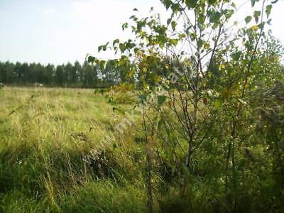 Działka Kozerki 3000m2 (nr: 41755/191/OGS)