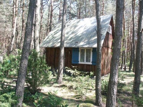 Działka leśna z drewnianym domkiem okolice Ujazdu