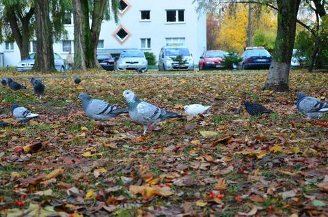 os. Piastowskie - pokój do wynajęcia