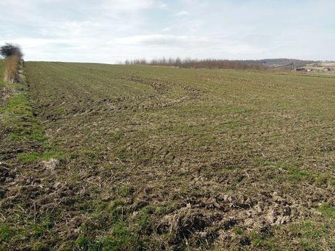 Brzoskwinia 80 arów ROLNA, 42m na 191m, dojazd z dwóch stron, 70m od terenów budowlanych